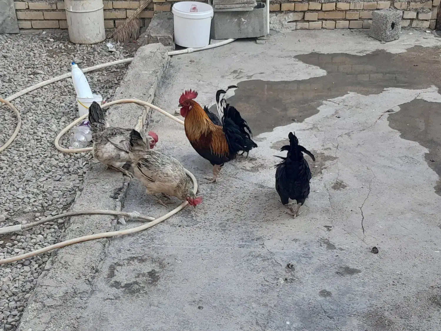 مرغ و خروس سرحال|حیوانات مزرعه|باوی, |دیوار