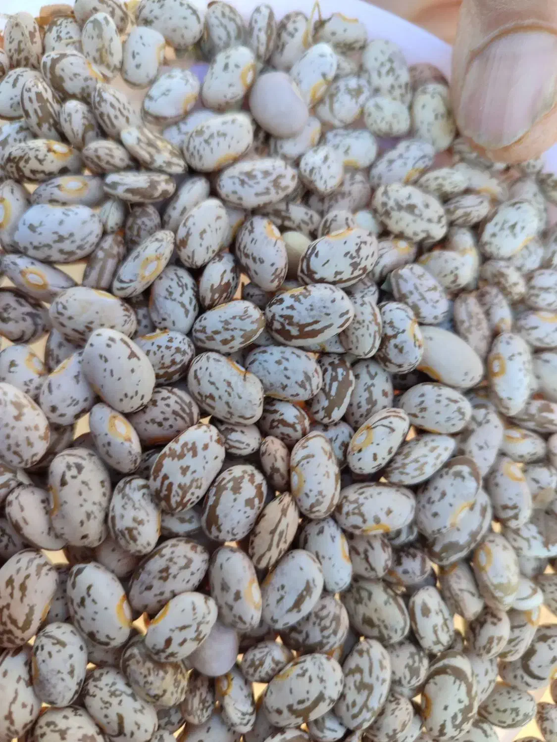 لوبیا چیتی درجه یک زود پز تمیز|خوردنی و آشامیدنی|فاضل آباد, |دیوار