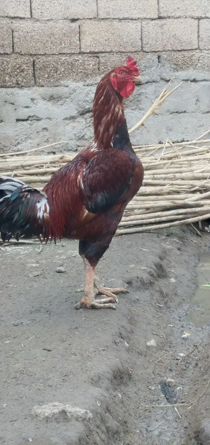 خروس لاری|حیوانات مزرعه|تاتار علیا, |دیوار