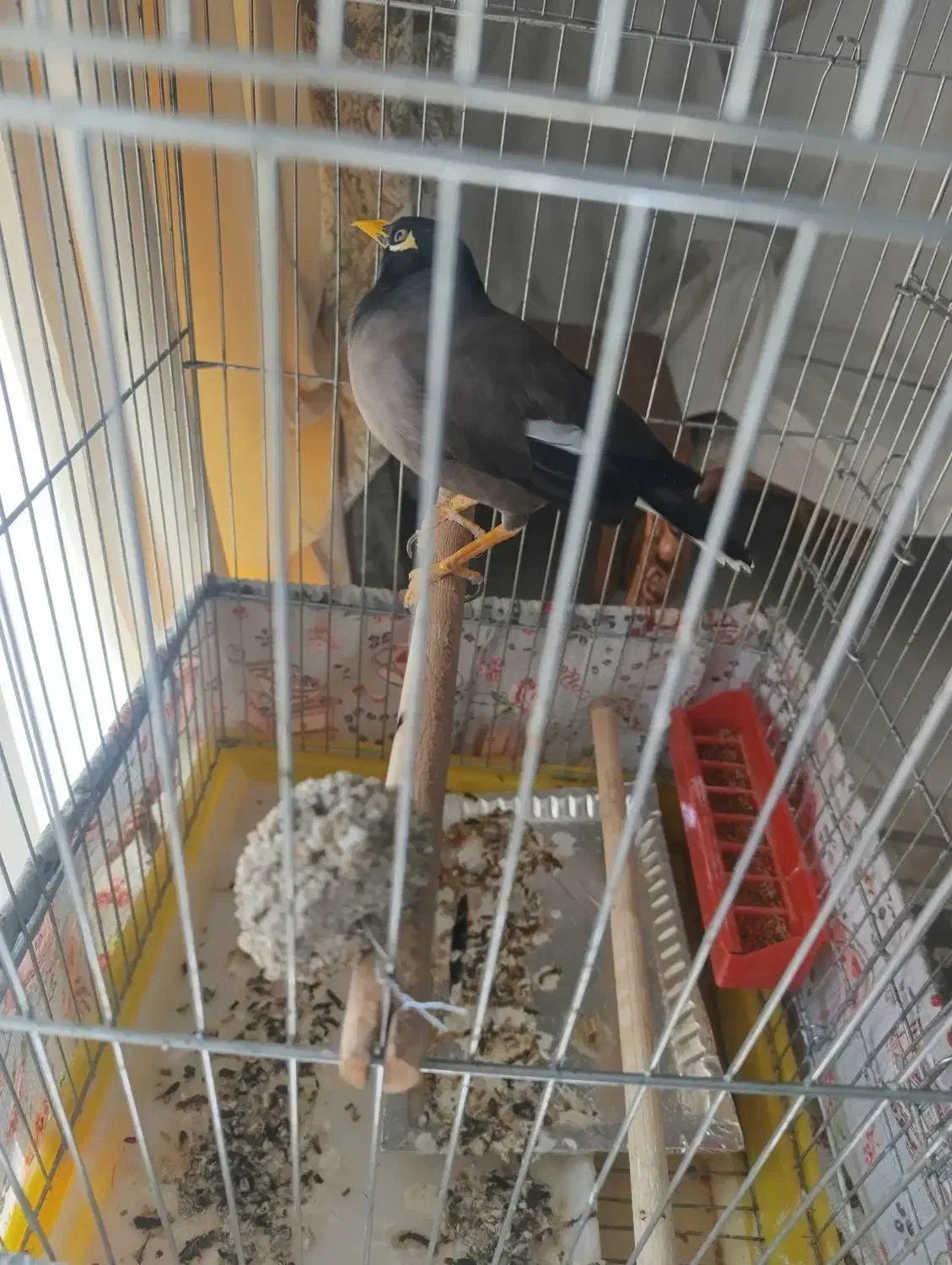 مرغ مینا امسالی سخنگو با قفس بلند|پرنده|اصفهان, ابر|دیوار