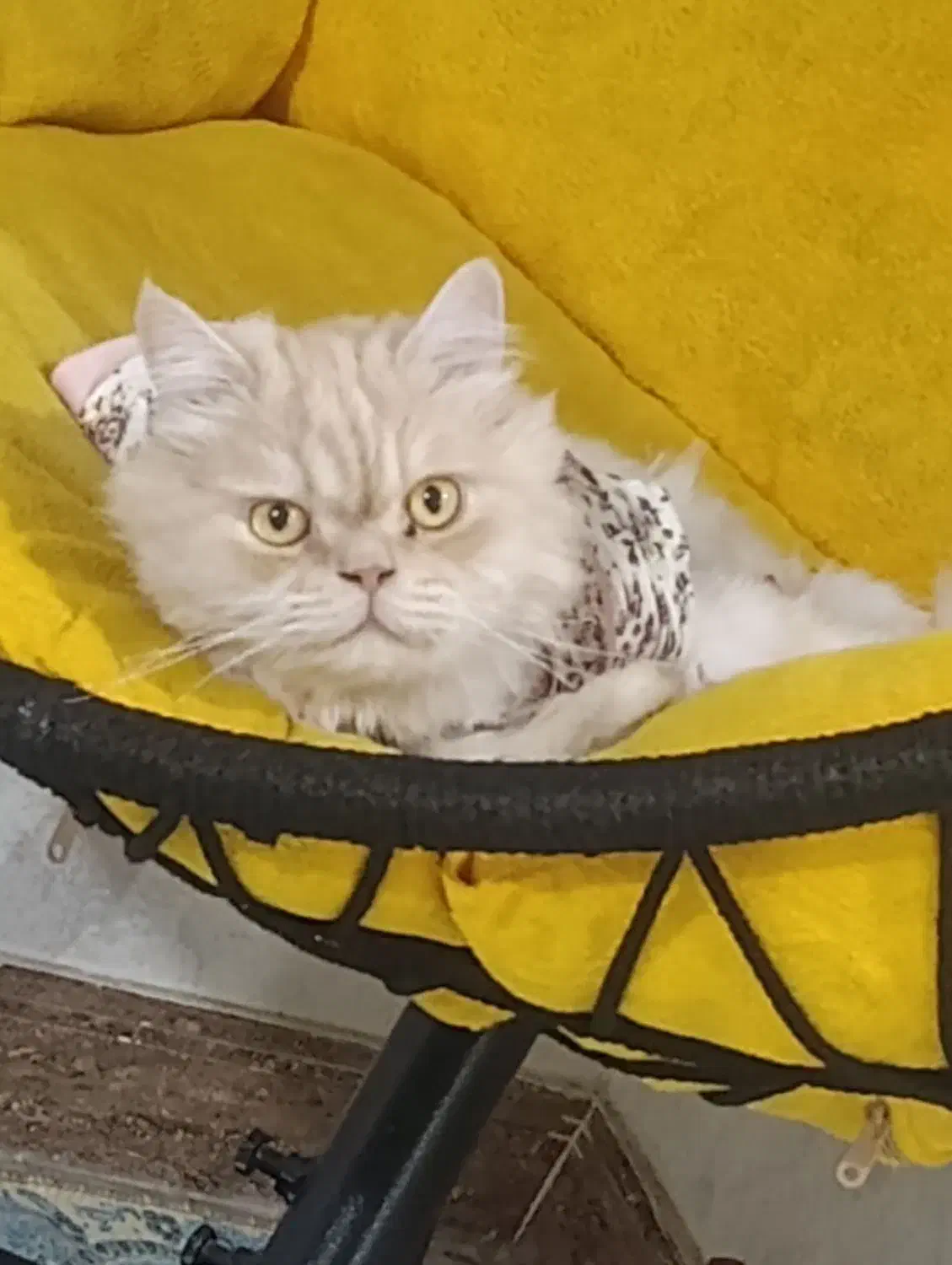 واگذاری غیر رایگان گربه|گربه|شهریار, شهرک وائین|دیوار