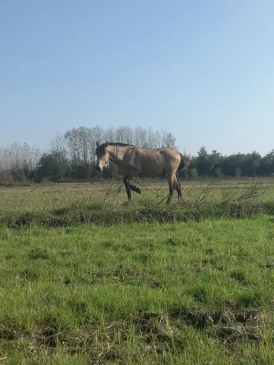 نریان رنگ سمند|اسب و تجهیزات اسب‌سواری|لشت نشا, |دیوار