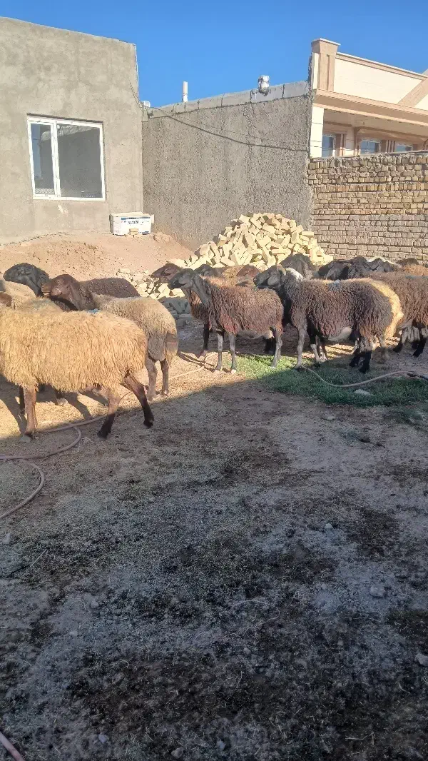 گوسفند شیشک همگی بره دار|حیوانات مزرعه|قزوین, |دیوار