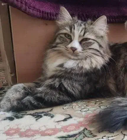 مژدگانی|گربه|خفر, |دیوار