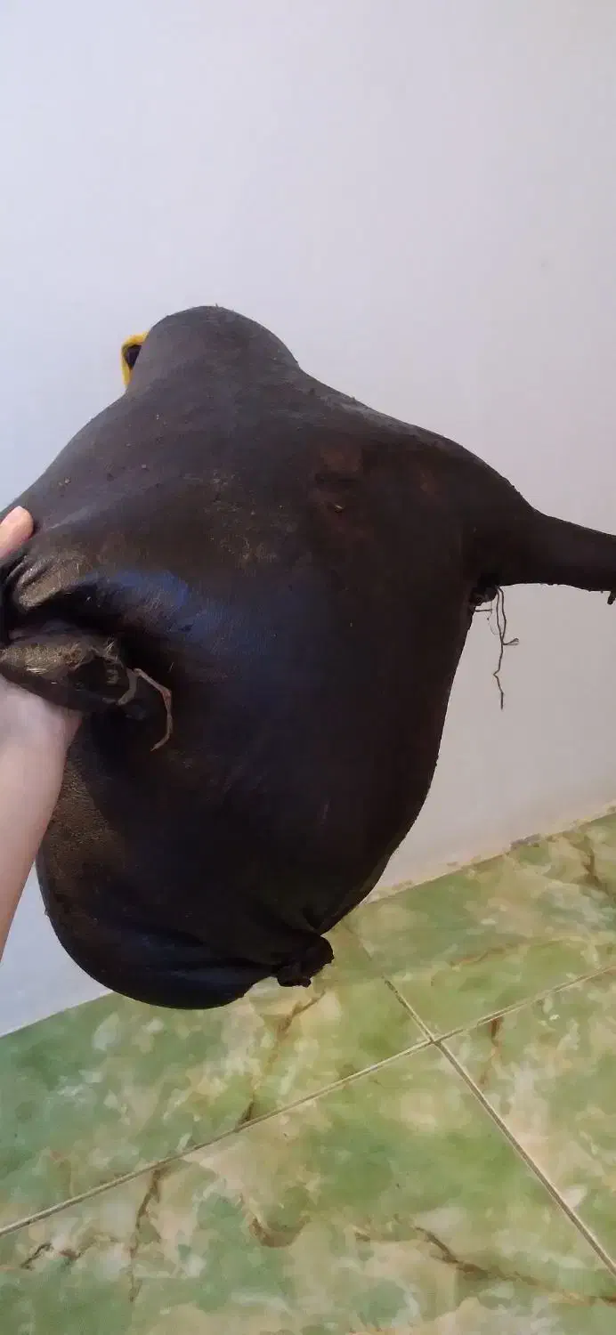 هیزه|ظروف نگهدارنده، پلاستیکی، یک‌بارمصرف|اسلام‌‌آباد غرب, |دیوار