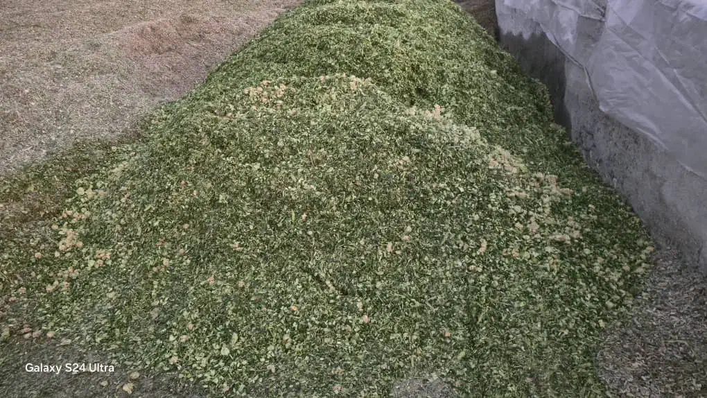 ذرت علوفه بسته بندی شده|حیوانات مزرعه|کوهدشت, |دیوار