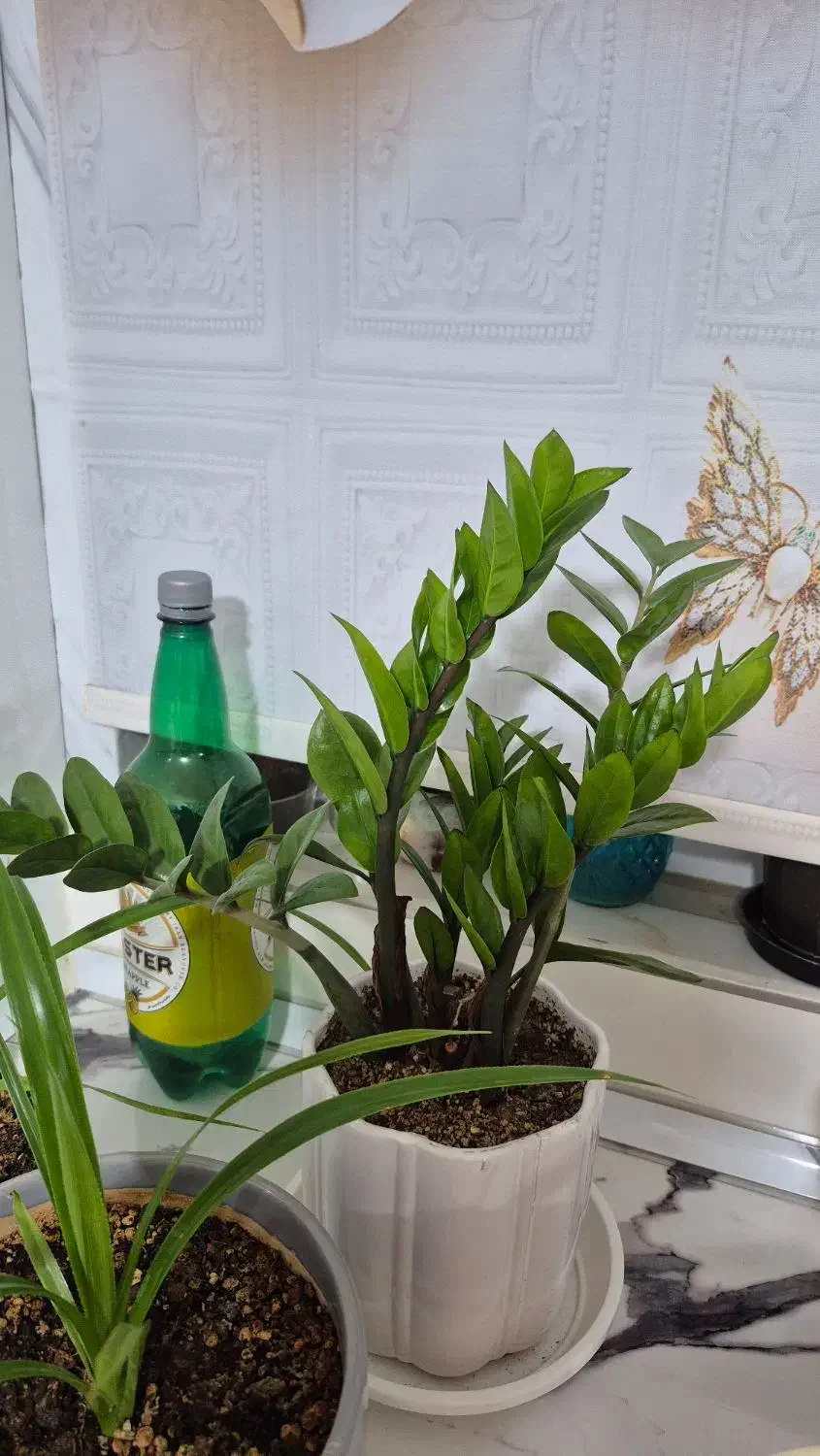 چندتا گل طبیعی|گل و گیاه طبیعی|اراک, |دیوار