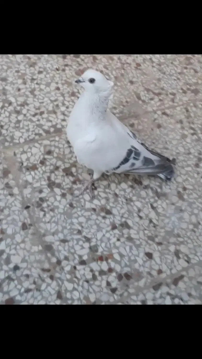 شامی ودم سفید کاکلی نروماده طوقی کله سینه کلاغ|پرنده|مشهد, آزادشهر|دیوار