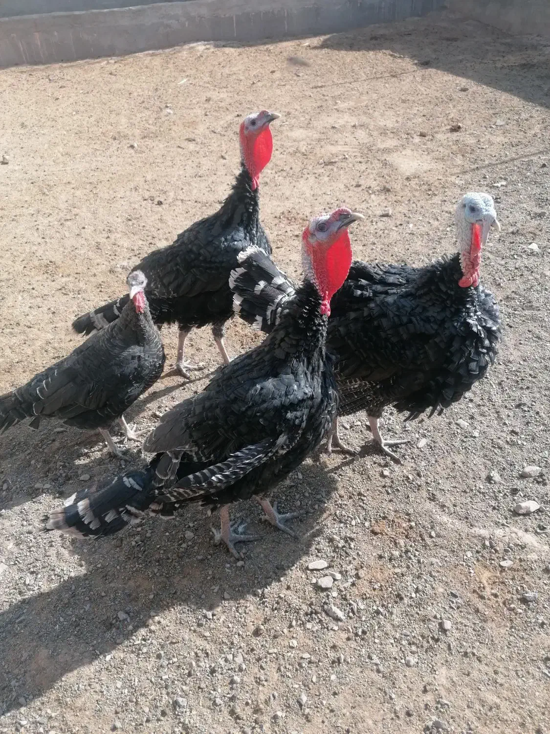 بوقلمون|حیوانات مزرعه|سبزوار, قصبه شرقی|دیوار