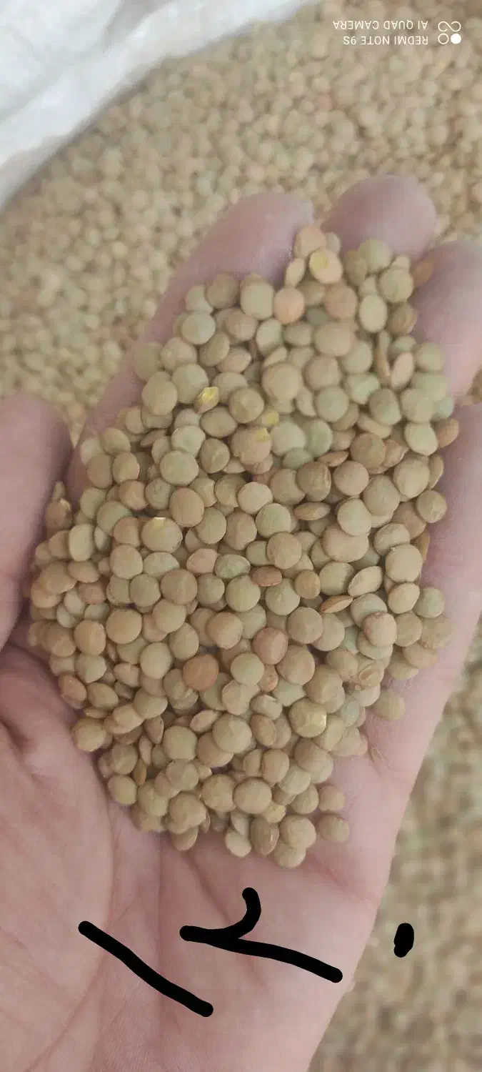 حبوبات لوبیا چیتی عدس ونخود برنج چای باقیمت مناسب|خوردنی و آشامیدنی|اهواز, نادری|دیوار