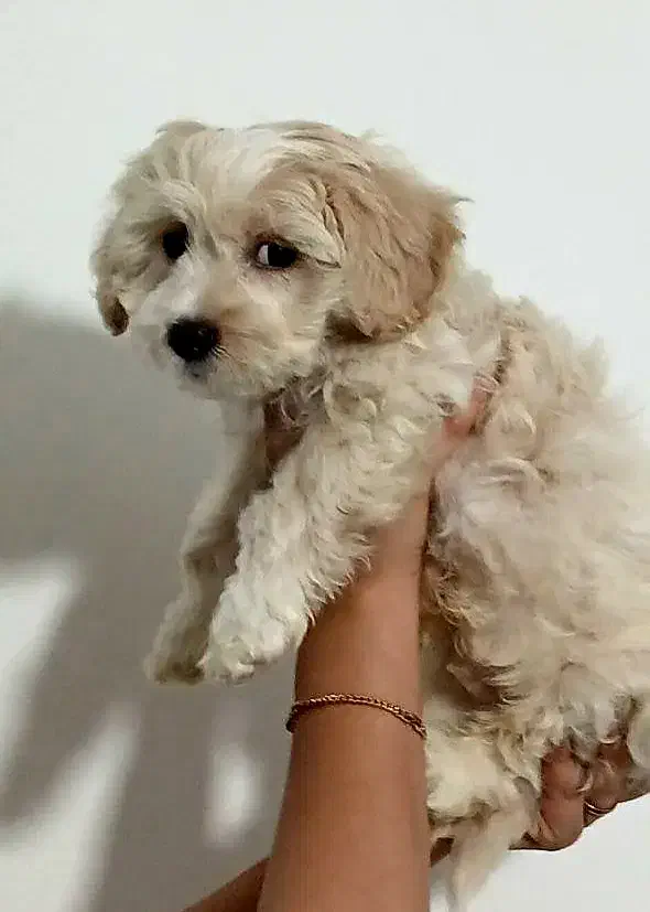 میکس مالتیز پودل|سگ|رشت, گیل|دیوار