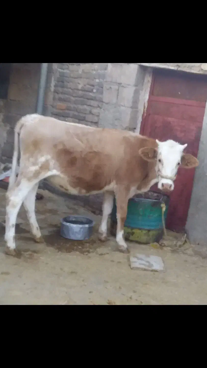 تلیسه جوان مخصوص داشت|حیوانات مزرعه|دره شهر, |دیوار