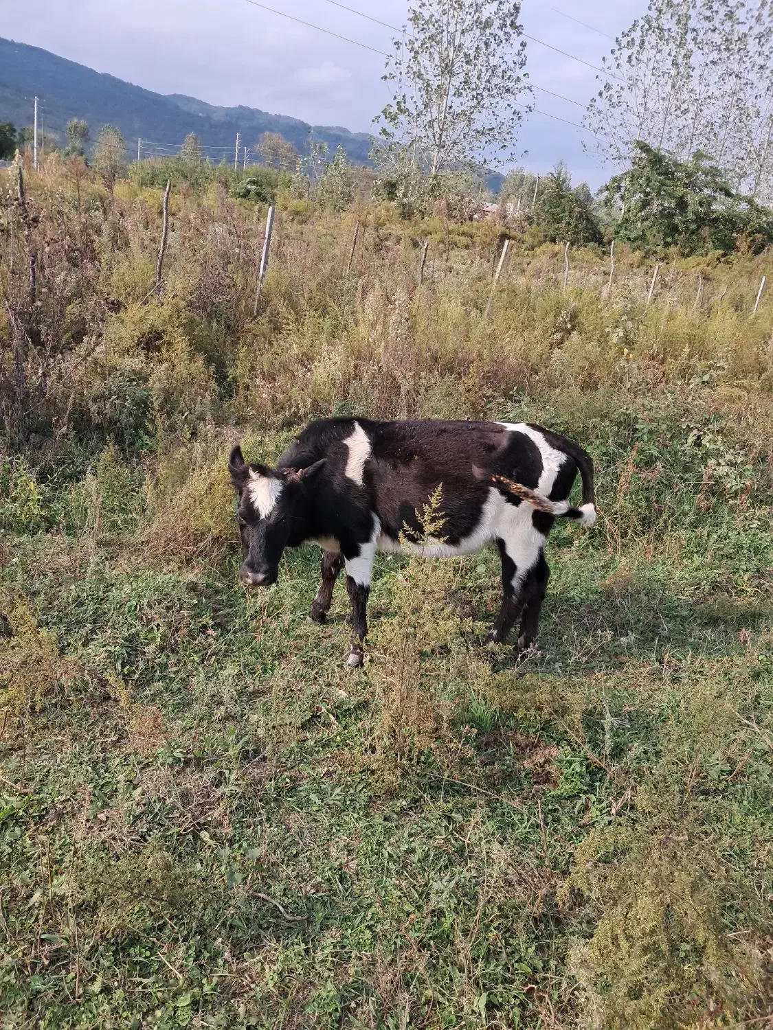 گاومحلی|حیوانات مزرعه|شاندرمن, |دیوار