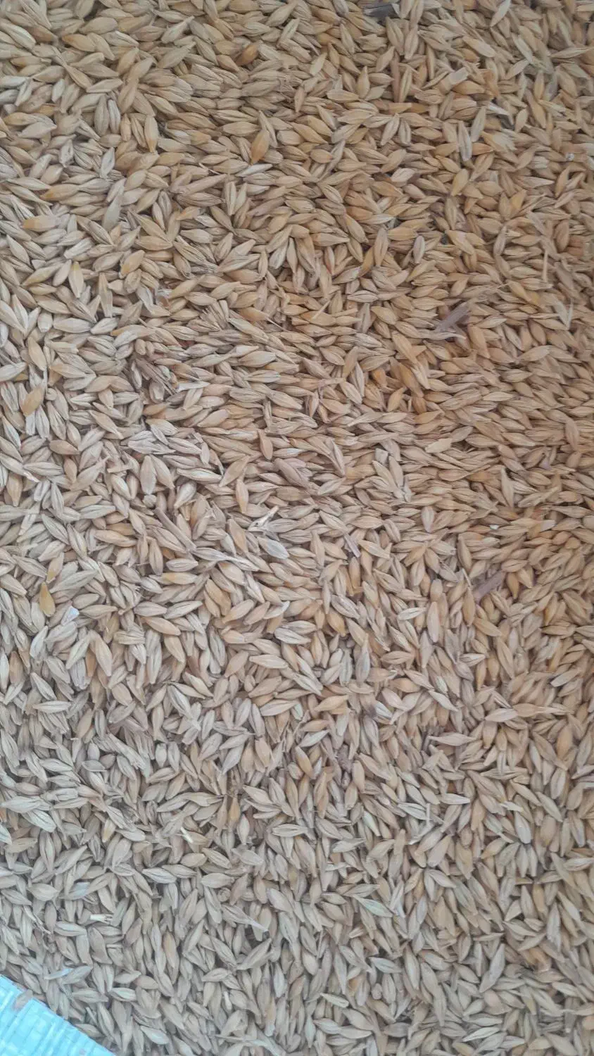 جو محلی وجو خارجی کیسه شده|لوازم جانبی حیوانات|آباده, |دیوار