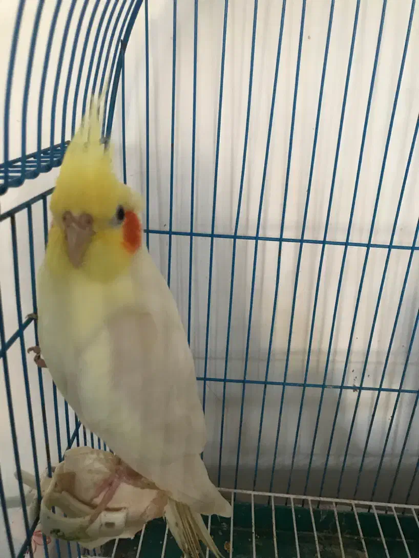 عروس هلندی نر|پرنده|ماسال, |دیوار