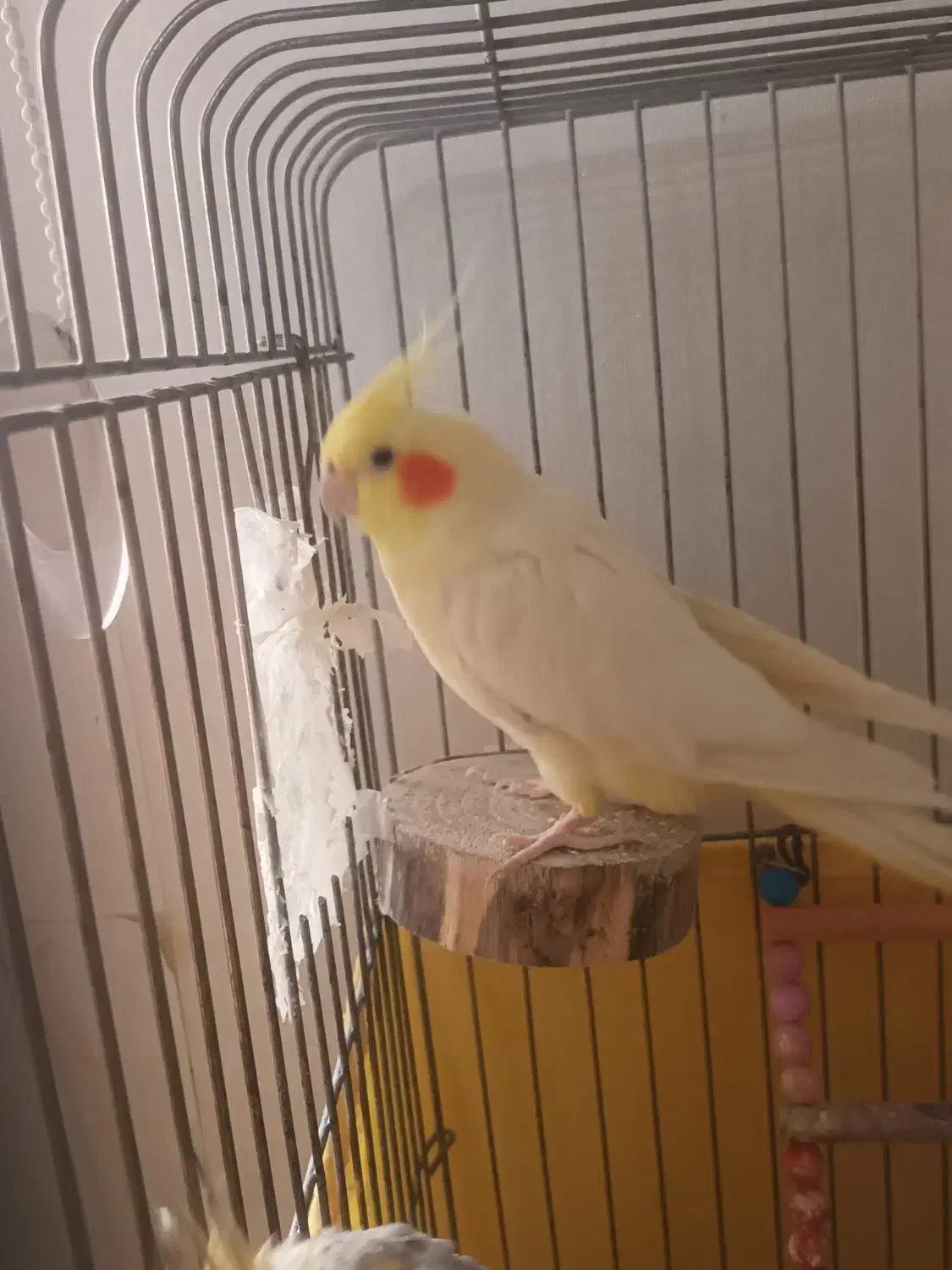 عروس هلندی دستی|پرنده|ری, جوانمرد قصاب|دیوار