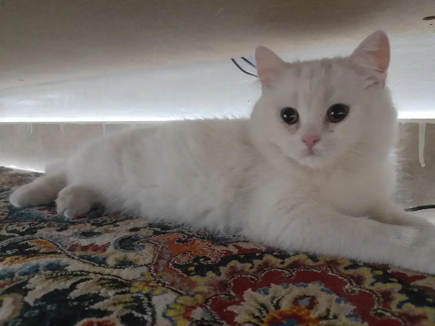 گربه بریتیش و اسکاتیش|گربه|تهران, راه آهن|دیوار