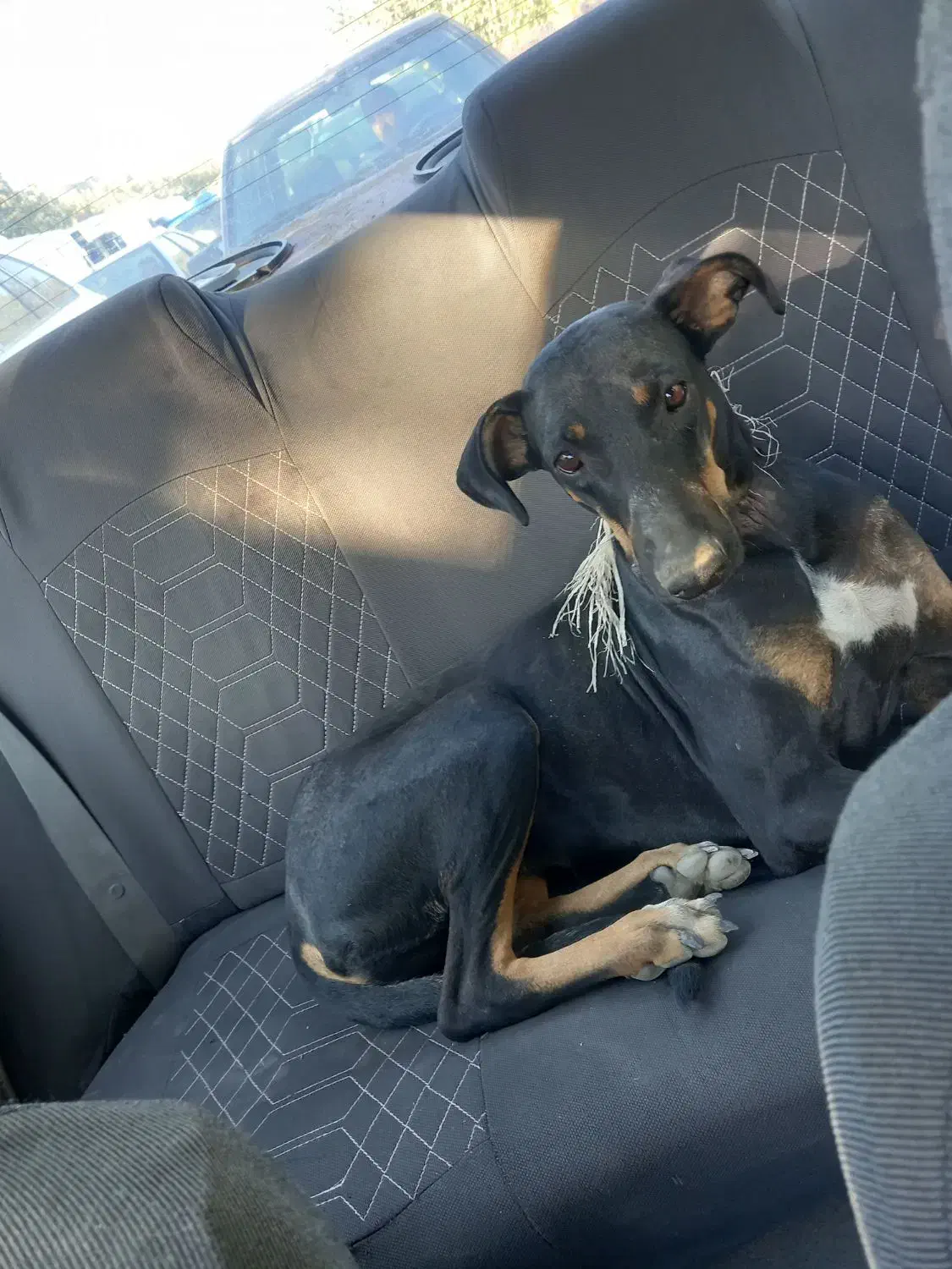 سگ دوبرمن ۸ ماه واگذا ر|سگ|مشهد, فدک|دیوار