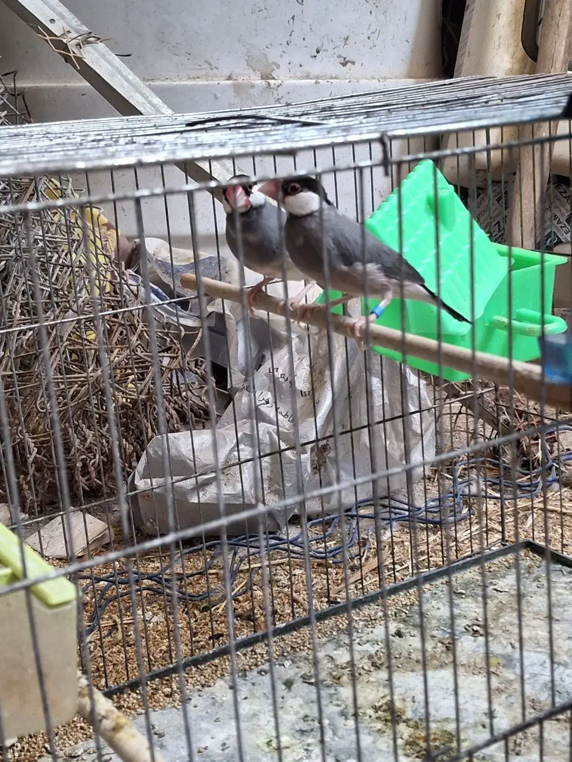 فنچ نرگسی مولد|پرنده|صوفیان, |دیوار