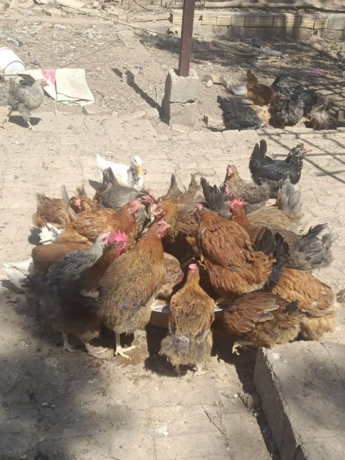 فروش50عدد مرغ تخم گذار محلی|حیوانات مزرعه|رفسنجان, |دیوار