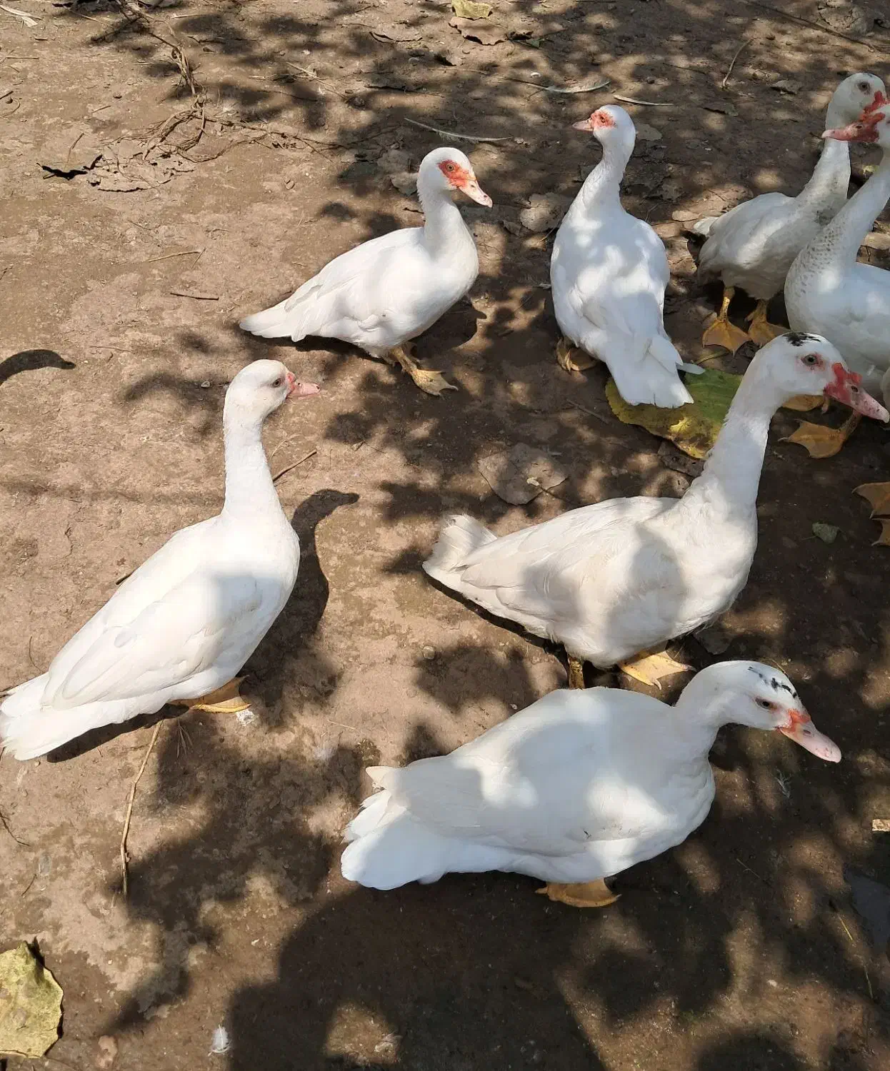 اردک اسراییلی سفید|حیوانات مزرعه|کوچصفهان, |دیوار