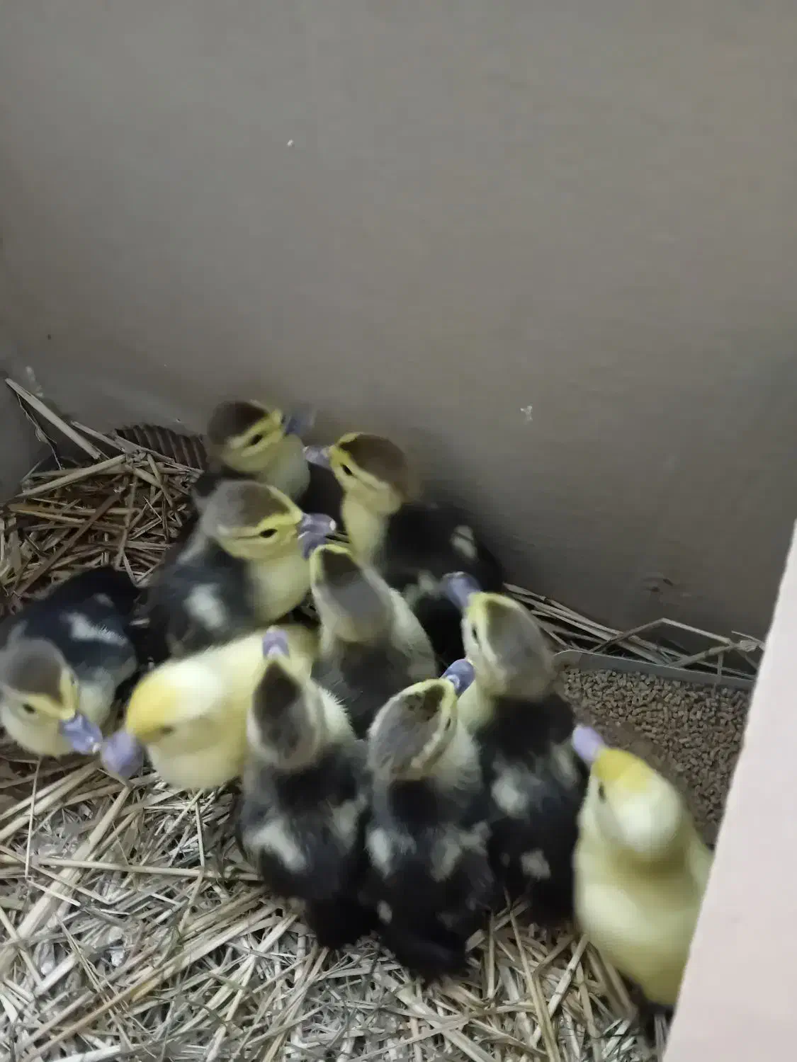 بچه اردک اسرائیلی|حیوانات مزرعه|لولمان, |دیوار