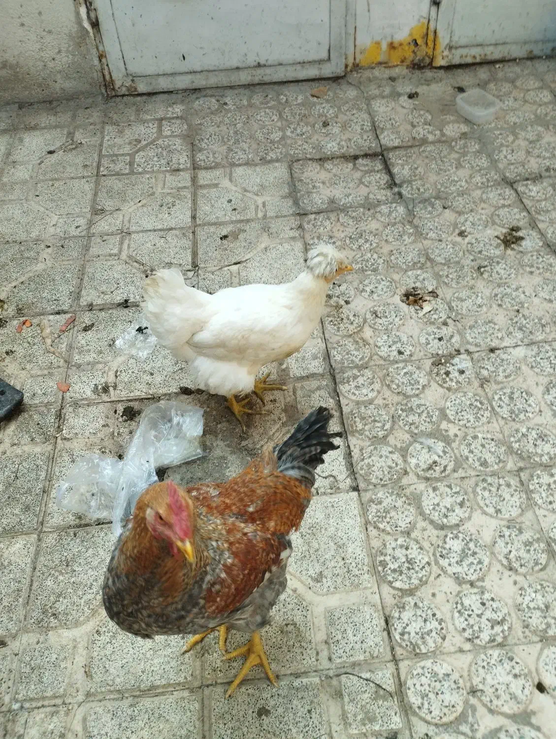 مرغ نیمچه بوقلمون|حیوانات مزرعه|تهران, سلسبیل شمالی|دیوار