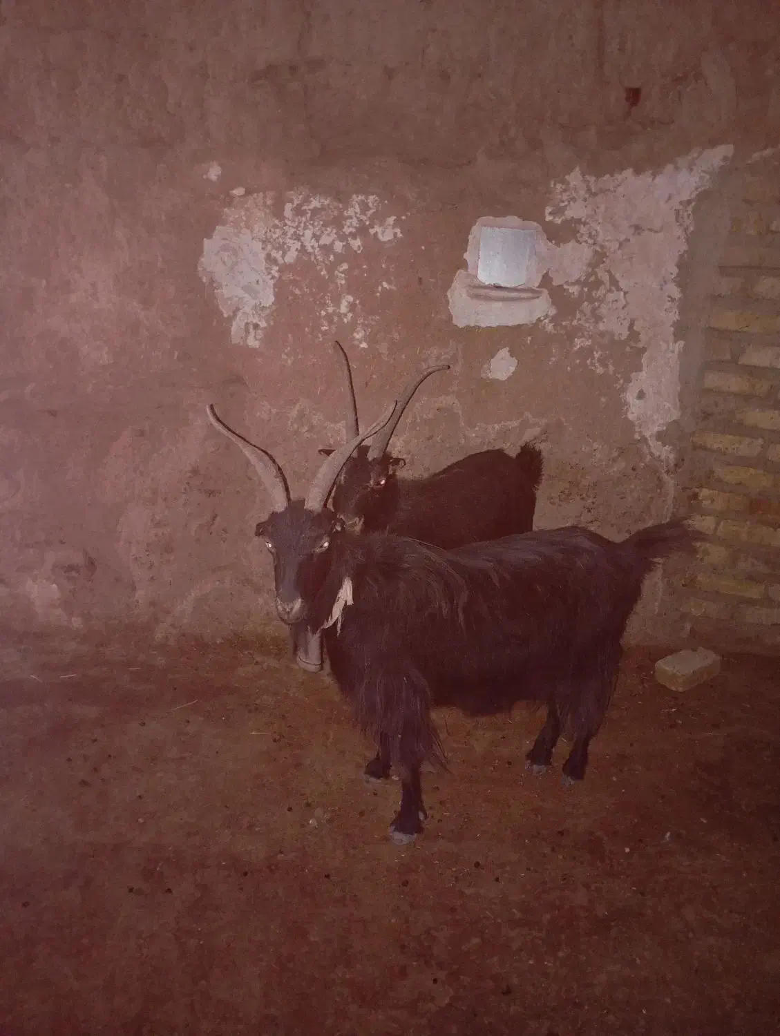 بز شیرازی جفت آبستن|حیوانات مزرعه|تاکستان, |دیوار