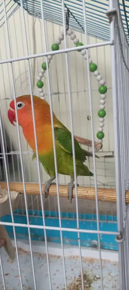 طوطی بریزیلی|پرنده|رشت, دیانتی|دیوار