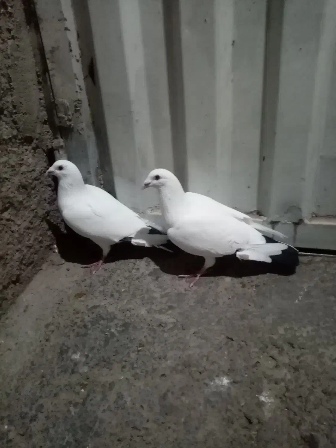 المانی|پرنده|رامیان, |دیوار