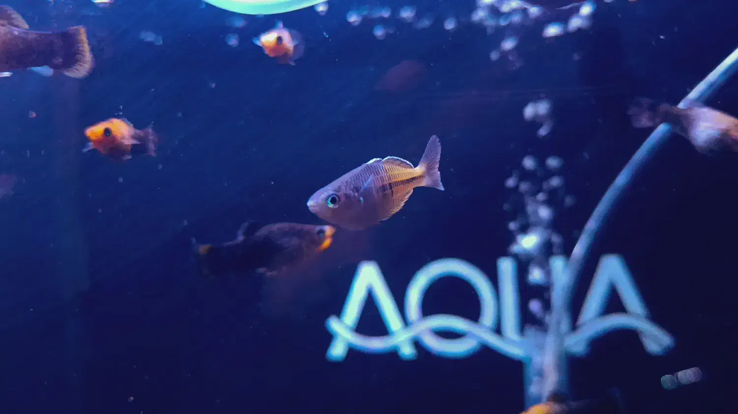 رینبو بوسمانی صیدی|ماهی|کرمان, |دیوار