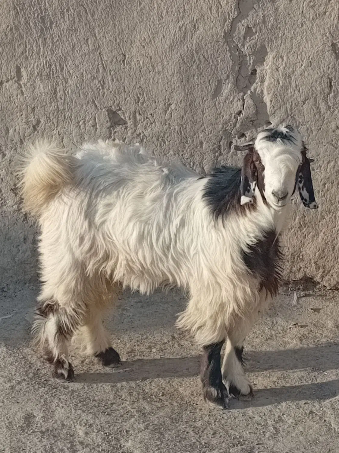 بزغاله نر چاق|حیوانات مزرعه|نیمروز, |دیوار