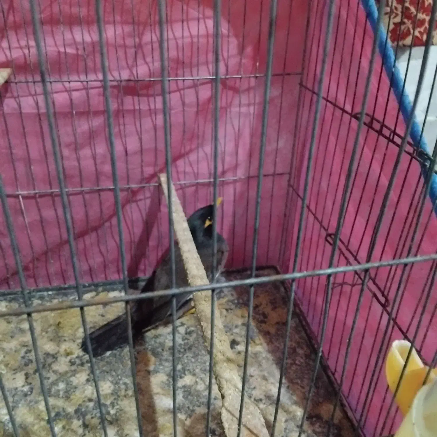 مینا|پرنده|مینودشت, |دیوار