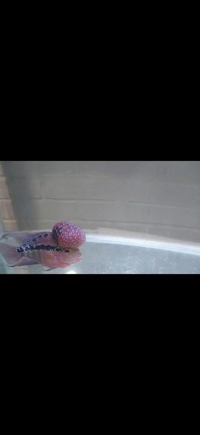 ماهی فلاور هورن|ماهی|فولادشهر, A2|دیوار