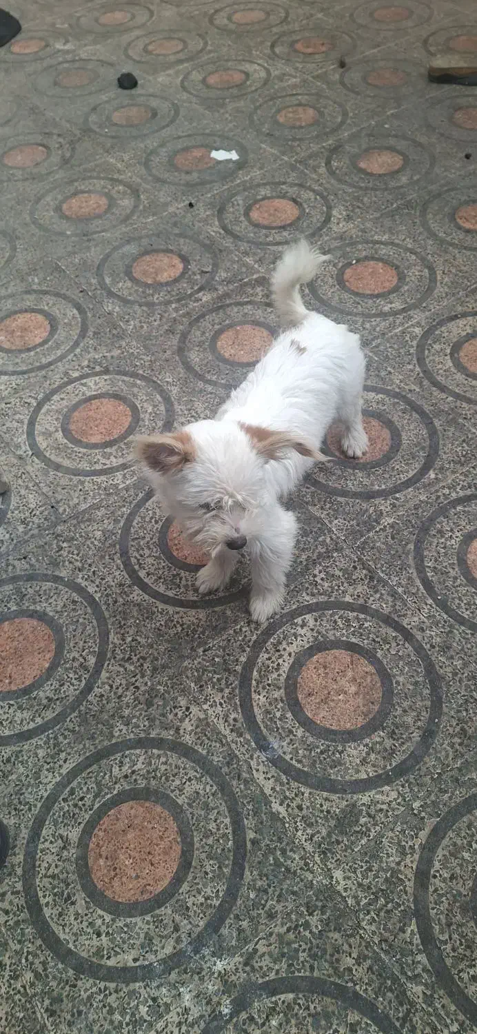 فروش سگ شیزو|سگ|پلدختر, |دیوار