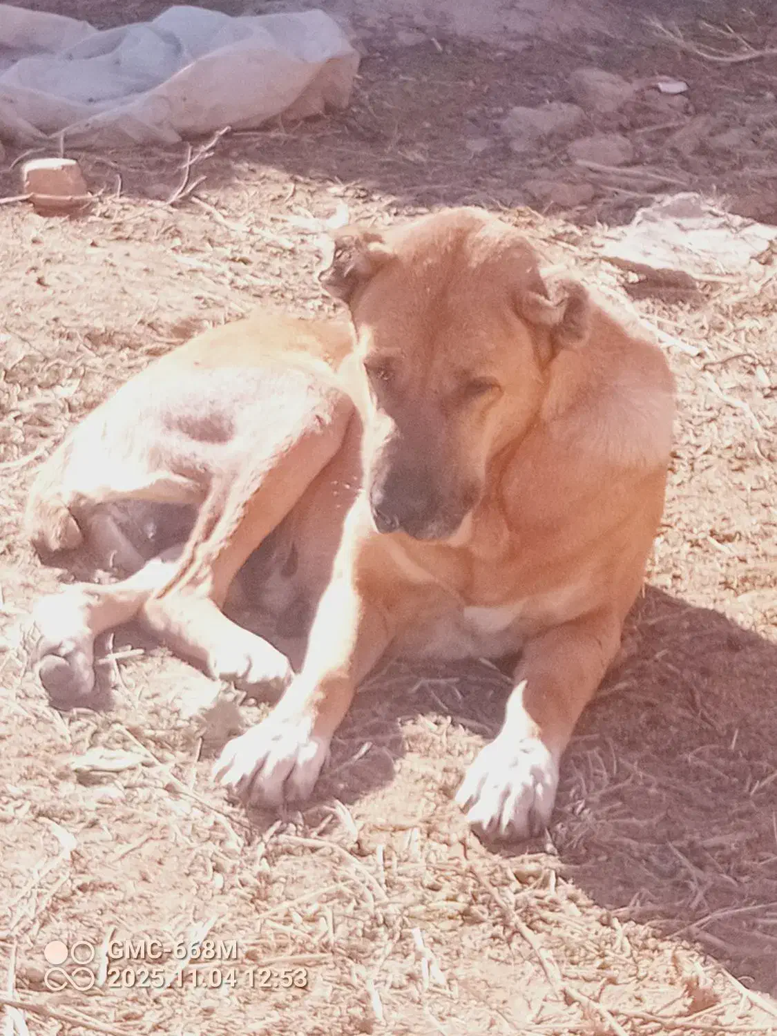 واگذاری ۲قلاده سگ گله|سگ|مشهد, تبادکان|دیوار