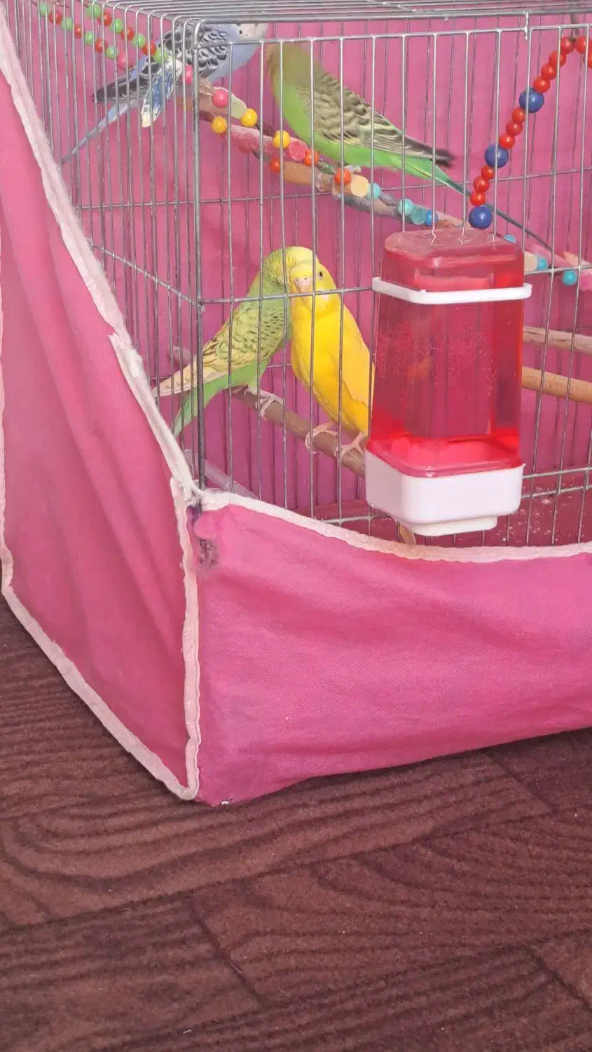 مرغ عشق|پرنده|صحنه, |دیوار