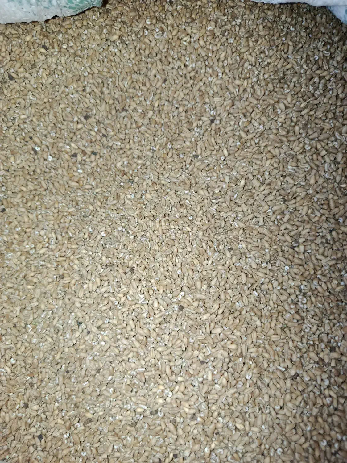 نیم دانه گندم|عمده‌فروشی|سیمین شهر, |دیوار