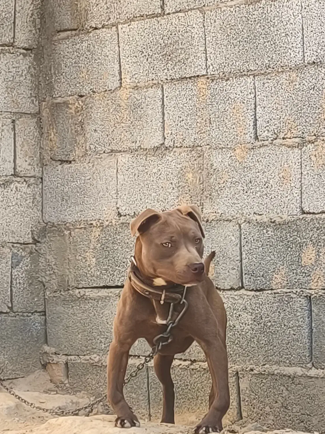 پیتبول داگو ژرمن|سگ|تهران, دکتر هوشیار|دیوار