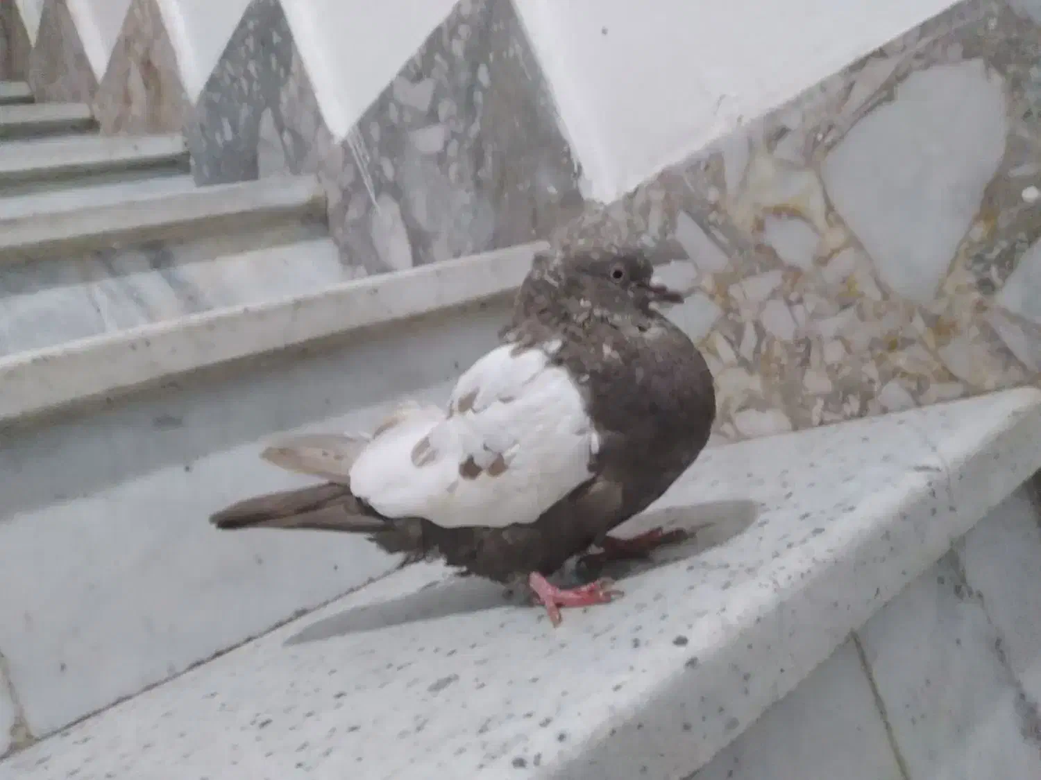 سینه مشکی ماده کاکلی|پرنده|مشهد, هفده شهریور|دیوار