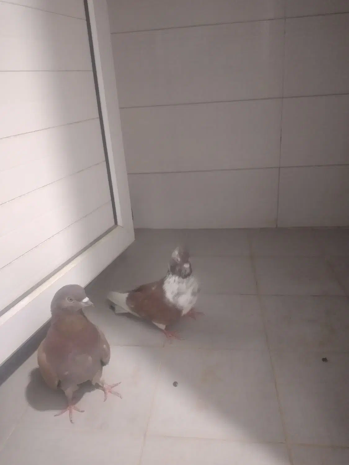 کبوتر|پرنده|خمینی‌شهر, |دیوار