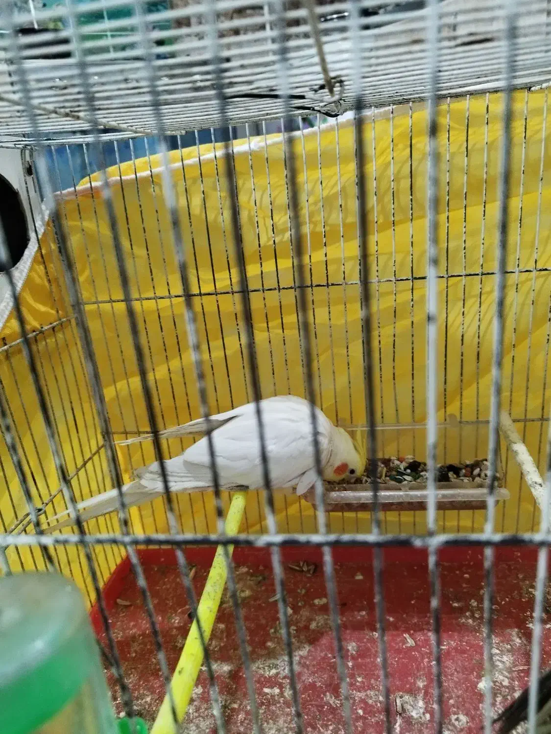 عروس هلندی مرغ عشق فنچ|پرنده|مشهد, همت آباد|دیوار