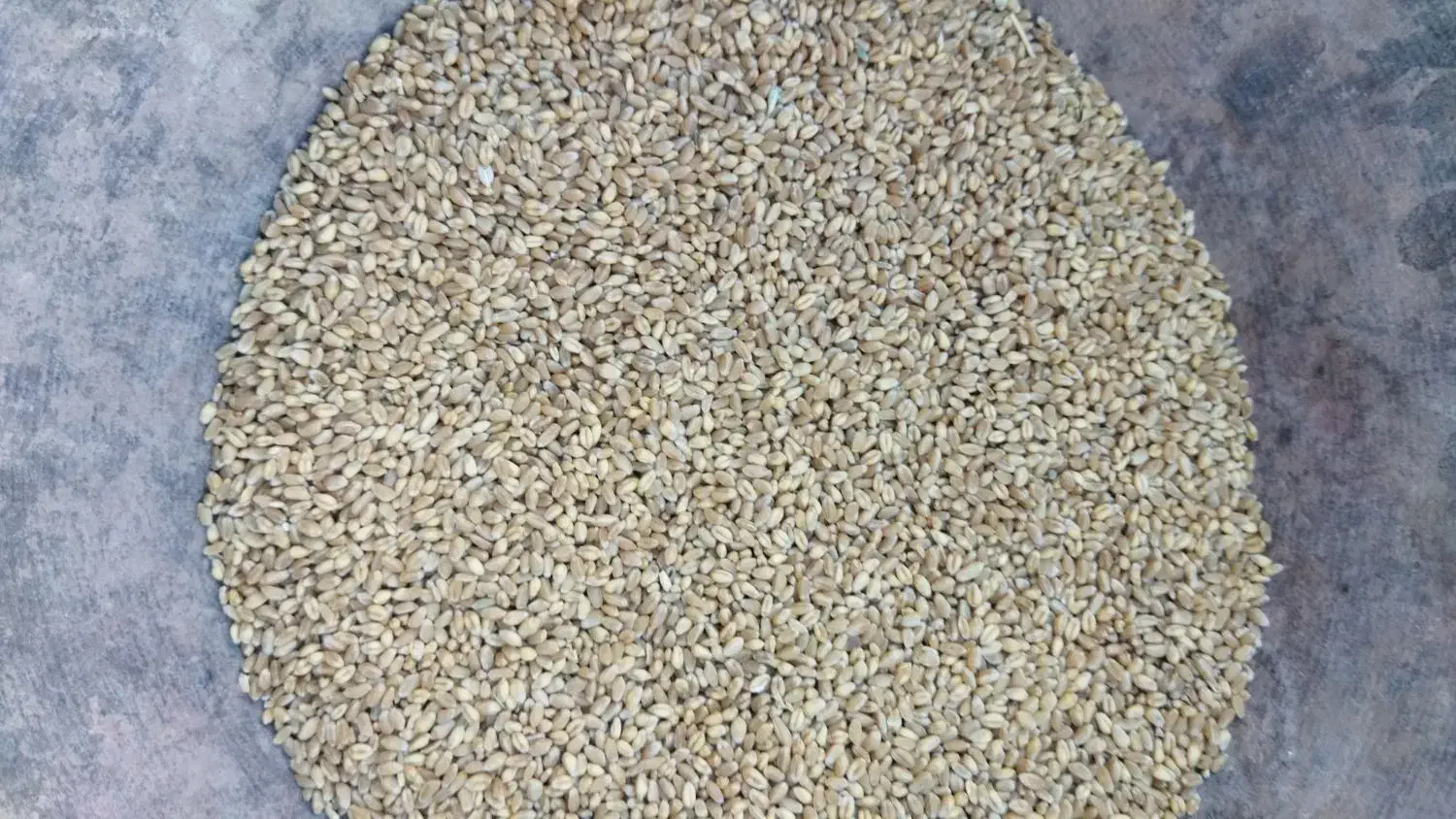 گندم|گل و گیاه طبیعی|ثلاث باباجانی, |دیوار