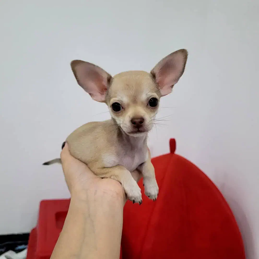 شی وا وا|سگ|پرند, فاز ۱|دیوار