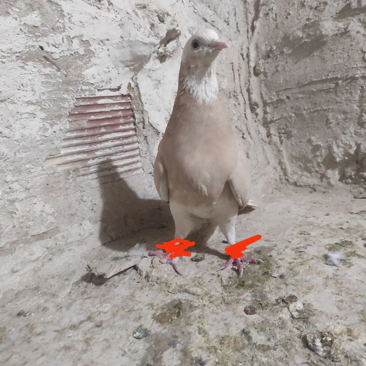 کفتر شازده زرد نقاشی|پرنده|کرباسک, |دیوار