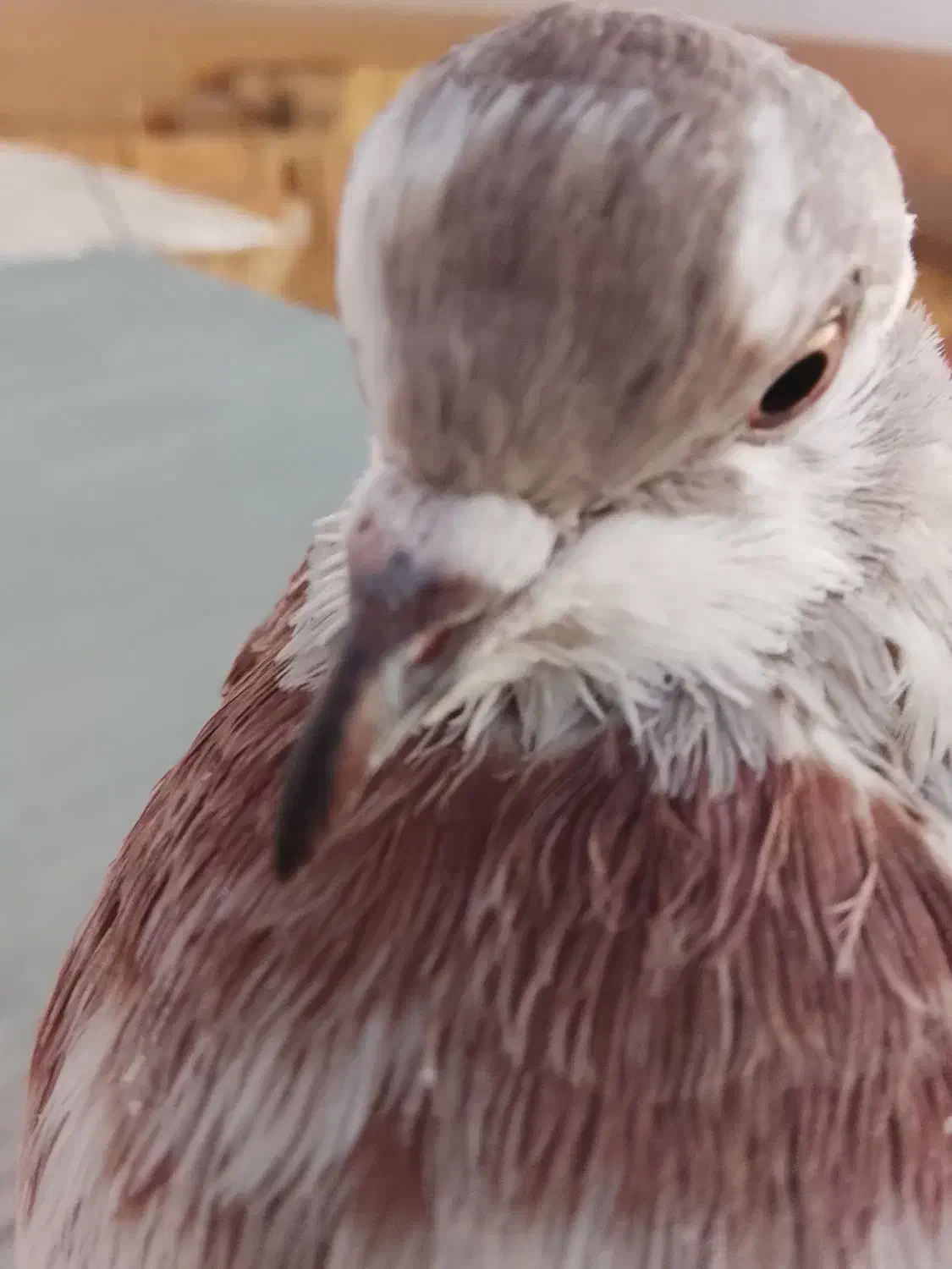 جوجه کبوتر|پرنده|محلات, |دیوار