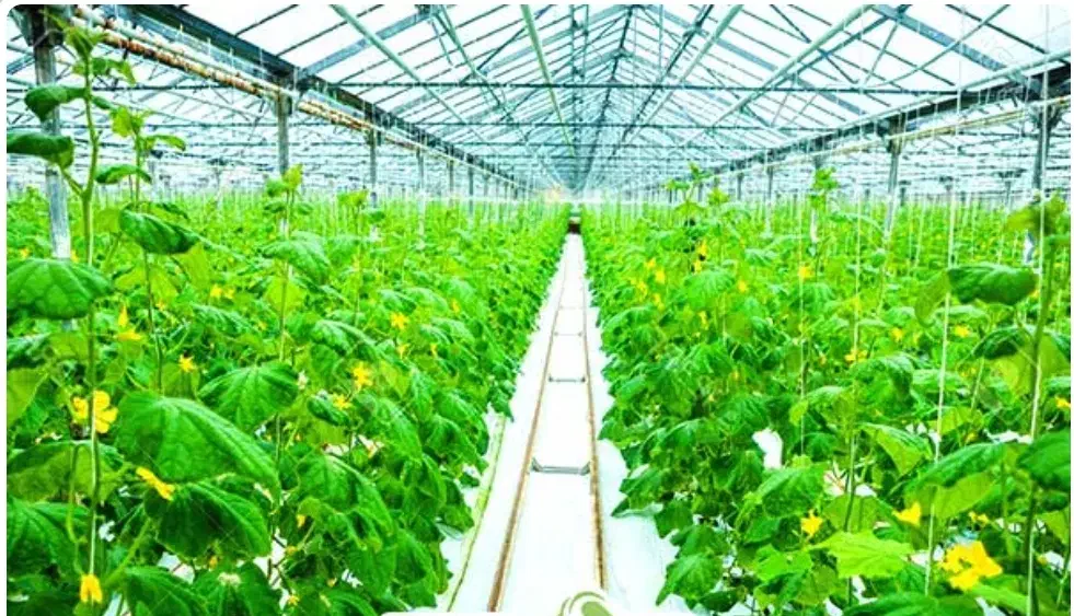 گلخانه آماده بهره‌برداری|فروش دفتر صنعتی، کشاورزی، تجاری|عسگران, |دیوار