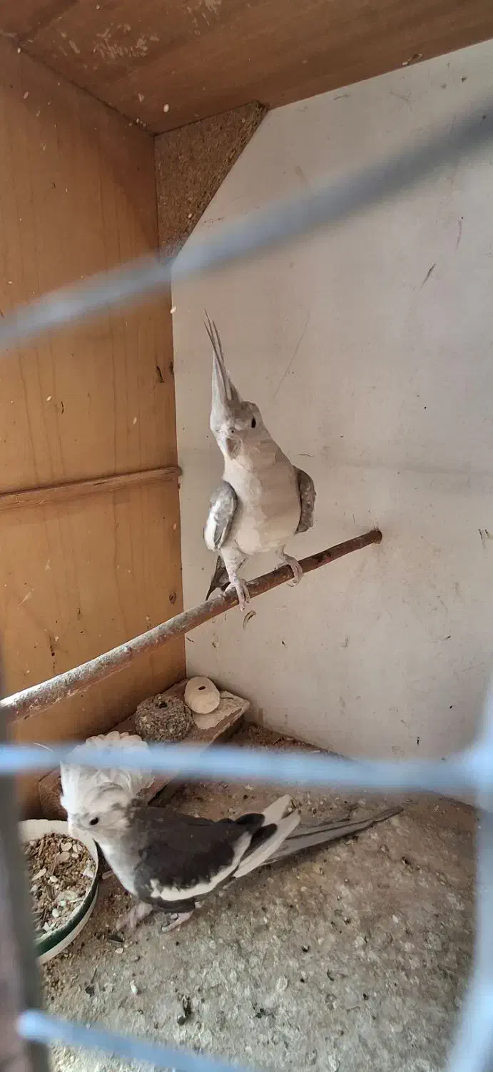 طوطی عروس|پرنده|نکا, |دیوار