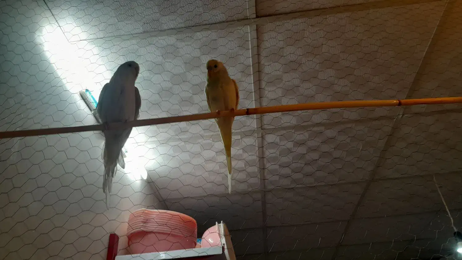 مرغ عشق جفت مولد|پرنده|قم, علی آباد|دیوار