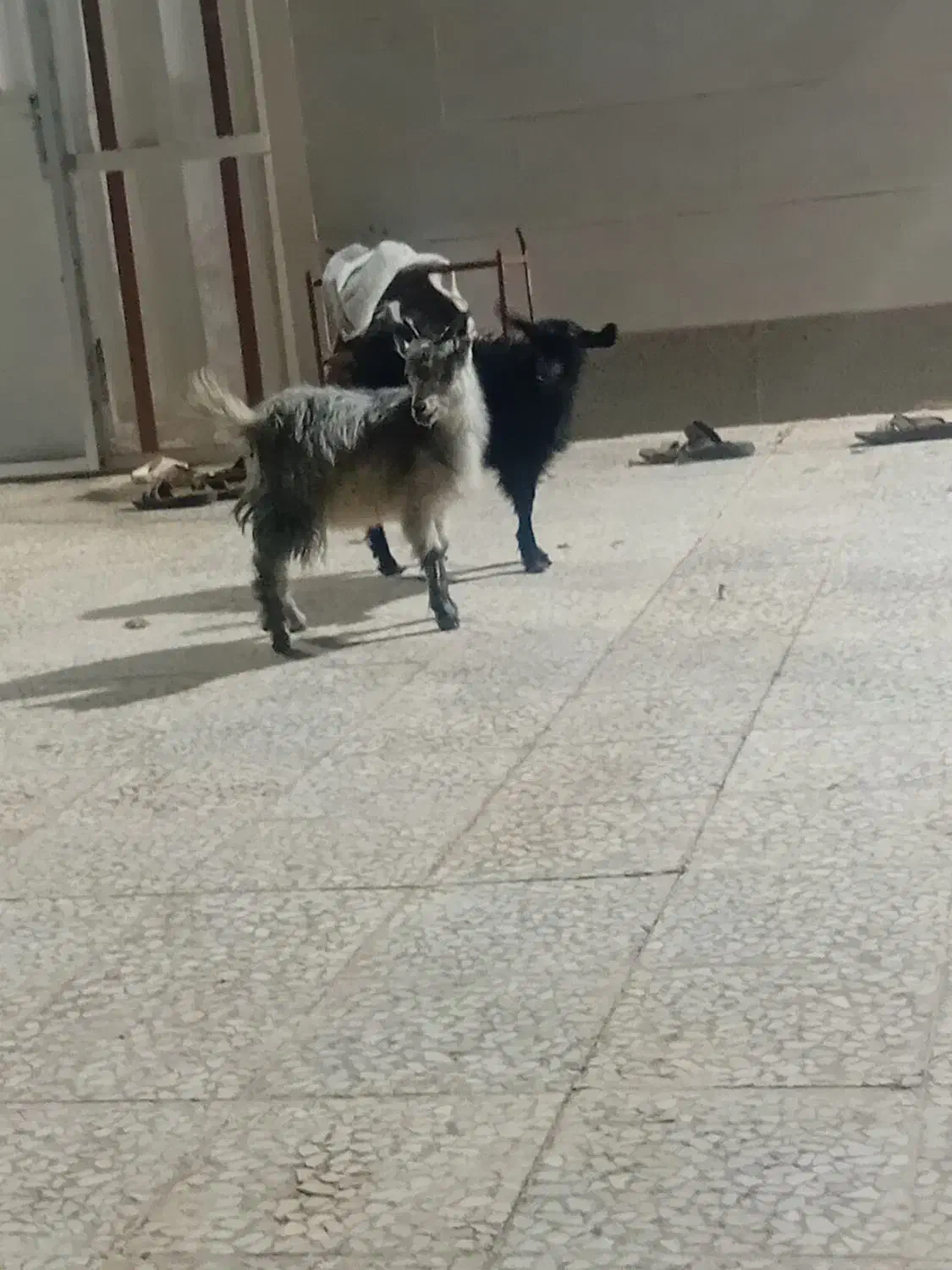 فروش ۲ عدد کره محلی|خوردنی و آشامیدنی|زرند, |دیوار